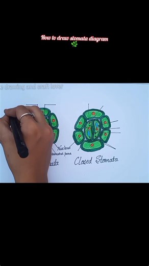 how to draw stomata step by step/open and Closed Stomata diagram