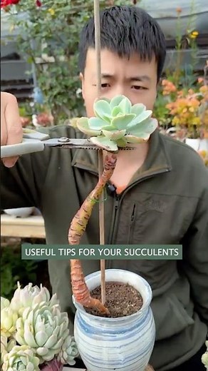 Succulent Plants for Beginners: Essential Care Secrets You NEED to Know | 다육이 | 多肉植物