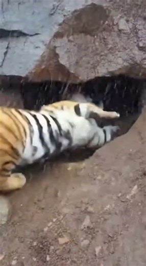 A Rainy Day Episode: A Tiger, A Cave, and Unexpected Pain