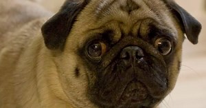 Lending a helping paw: Will dogs aid a person in need?