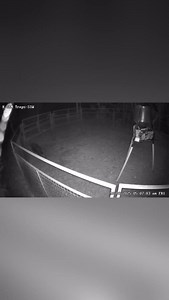 🚨Big Boar Down in Folsom, Louisiana🚨#kgentraps | K-Gen Traps