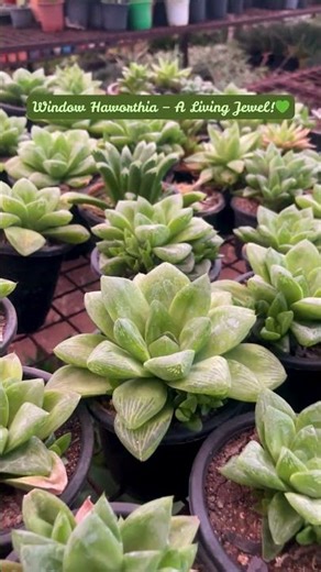 This “Window” Succulent Looks Fake… But It’s Real 😳🌿