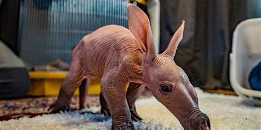 Adorable photos show the first ever baby aardvark born at Chester Zoo