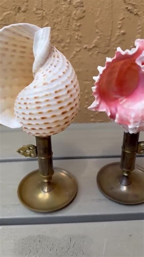 Petite Vintage Brass Specimen Seashell Set Vintage Object for Display - Etsy