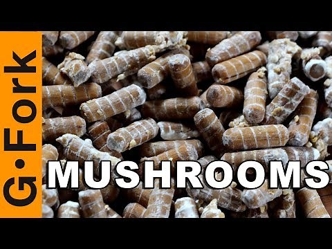 Grow Mushrooms The Easy Way On Logs With Plug Spawn - GardenFork