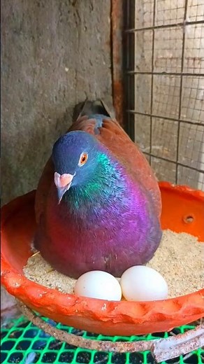pigeon nest set up. Nest pot, sand for cushion, and safe place for eggs in the pigeon loft. #pigeon