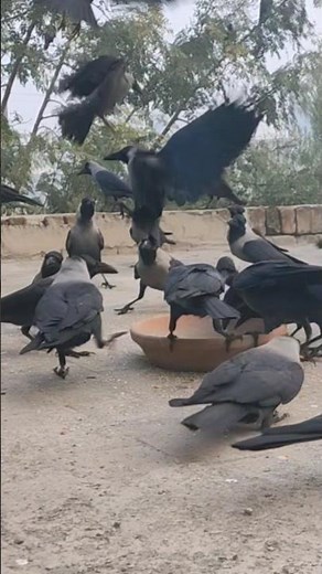 Crows feeding & Calling Happy Caw Crows #shorts ♥️🤣"