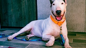 Florida dog found tied to fence and abandoned before Milton is safe with rescue group