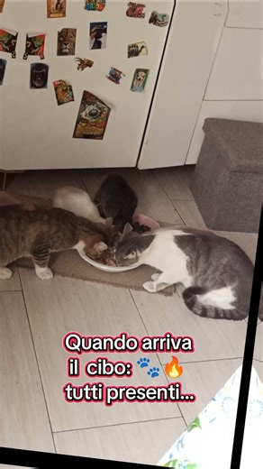 Mangiano come se non ci fosse un domani… 🐾poi spariscono 😂Ma manca qualcuno 👀
