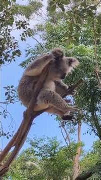 Koala fun time - Blue Mountains tour from Sydney