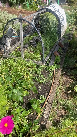 20K views · 438 reactions | The chicken tractor is such a gem of a...