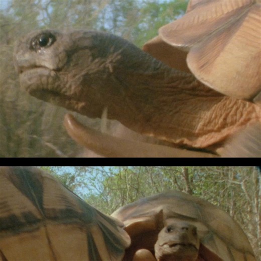 Give the greatest story ever told this Christmas with these gorgeous special editions of David Attenborough’s three most important books. 🐸Life on Earth 🦗Living Planet 🐋The Trials of Life Available to pre-order now. | William Collins Books