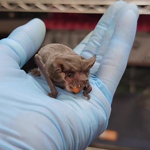 Happy Monday #mealwormmunchfest from Ben, aka Benjamin Bat! Ben is a Mexican free-tailed bat and permanent resident at Bat World. Oh, to be as happy as Ben munching a mealworm! From where are you enjoying Ben's mealworm munching? | Bat World Sanctuary
