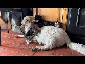Cute Lamb chilling with kittens