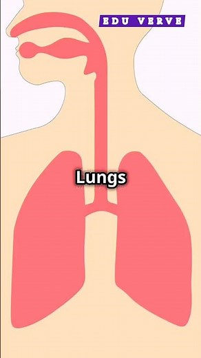 Excretion ka Quick Overview | Excretion in Humans | Quick Overview | Edu Verve