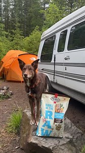 39K views · 102 reactions | From the backyard to the backcountry, Haze stays fueled with Kibble in the Raw! 數️ By making the switch from traditional kibble to Kibble in the Raw, you’re able to offer the real whole-food, raw nutrition that helpsdogs thrive, without having to change your scoop-and-serve routine. It’s the raw nutrition they need, with the convenience you crave. : @withmyelements | Primal Pet Foods | Facebook