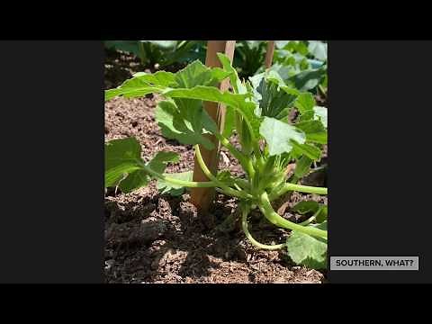 Vertical Squash - Making the first tie!