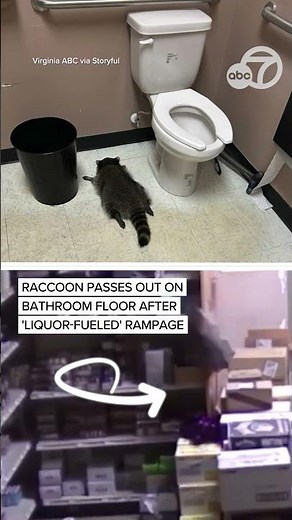 Drunk raccoon found passed out in liquor store bathroom: Officials