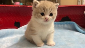 1.1K views · 189 reactions | The cutest kittens in the world. | MEOW | Facebook