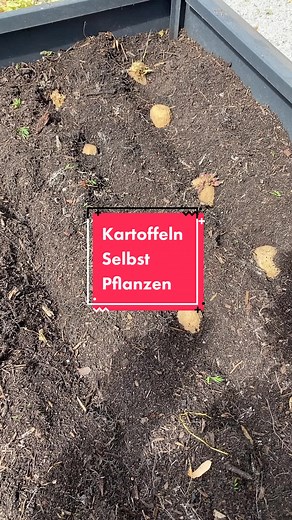 Grüne Kartoffeln Pflanzen - Anleitung für Selbstversorger