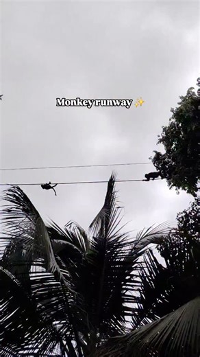 1K views · 102 reactions | We have installed more than 370 canopy bridges in our region, giving sloths, monkeys, anteaters, porcupines, kinkajous, opossums, and squirrels a safe way to move through urban areas while keeping the treetops connected. Support our research and conservation projects by making a gift on our website. Find the link in our bio and stories! . . #sloth #costarica #monkey #Conservation | The Sloth Conservation Foundation | Facebook