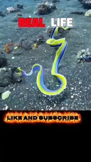 evo parafal in real life