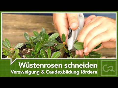 Pruning desert roses - promoting branching and caudex formation