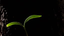 Timelapse footage of a sycamore seedling growing in woodland. The...