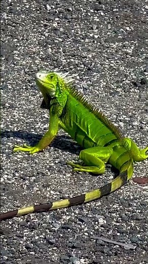 DANCING Authentic Puerto Rican IGUANA!