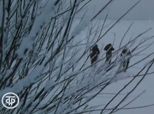 17K views · 313 reactions | First parachute jump. Excerpt from "To Become a Soldier" Soviet documentary film, 1987 | Soviet Visuals | Facebook