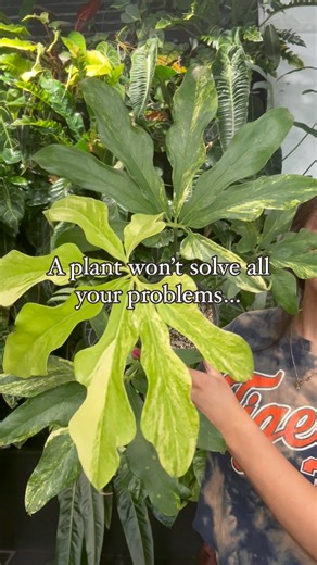 A plant won’t solve all your problems, but two might! 😉 📸Anthurium Clavigerum Variegated (A19 & C23) #anthurium #variegatedplants #rareplants #houseplantsofinstagram #plantlove #plantcollection #plantsmakepeoplehappy #iloveplants #houseplants #aroidsofinstagram #aroidaddicts #bigplants #tropicalplants #houseplantcommunity #detroit #smallbusiness | Rare Plant Fairy