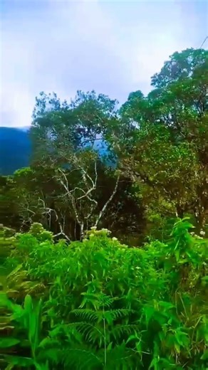 10/10 place . #siripadaya #adventure #hike