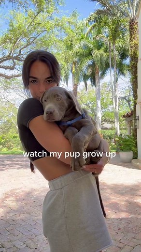 Silver Labrador Puppy Growth Timeline