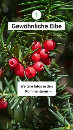 Immergrüne Sträucher mit knallroten Beeren