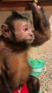 MonkeyBoo on Instagram: "MonkeyBoo warms up for his video today with a quick live IGTV. Watch MonkeyBoo catch some grapes! Even off the wall catch! #monkeys #petsofinstagram #igtv #monkeycatches #smartmonkey #monkeyboocrew #monkeyboo #live #coolmonkey #capuchin"