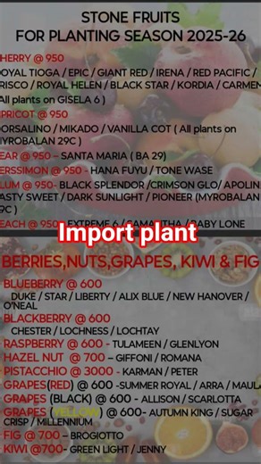 stone fruit import plant available #plum #viral #apricot