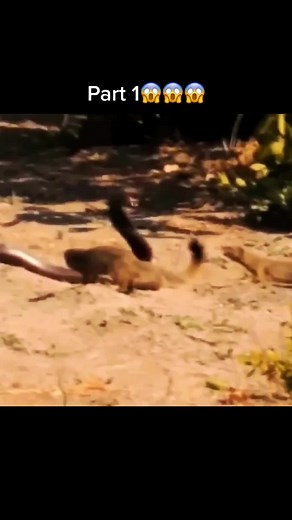 Mongooses eats king cobra😱#wildanimals #kingcobra #mongoose #animals