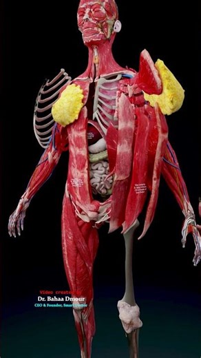 The Masterpiece Within: Exploring Human Biology in 3D ♀️