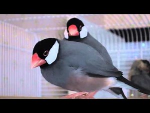 Java finch family grooming
