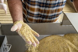 Managing Nutrition to Help Sick Pigs