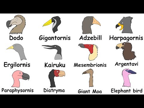 Every Extinct Bird Explained in 4 minutes