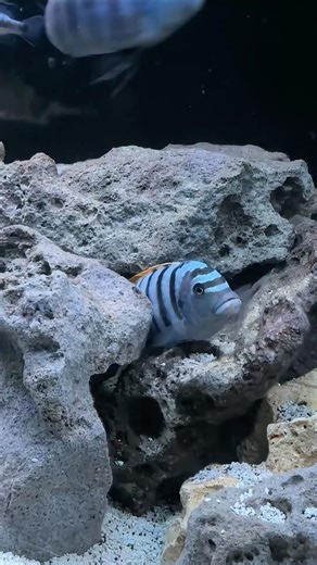 This Mbuna Is Unreal 🔥 Jalo Reef Cichlid