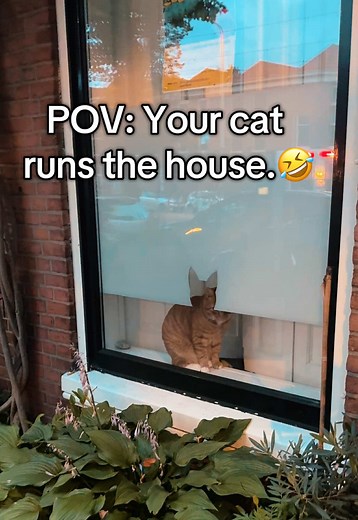 Tiny Window for Cat: POV Your Cat Runs the House