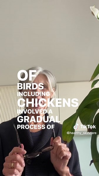 Evolution of Chickens: The Chicken or the Egg Debate