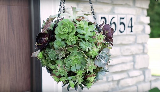 Make a Hanging Succulent Ball That Will Turn Heads