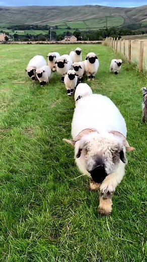 cute sheep #babysheep #sheep #sheepoftiktok #minisheep #farmlife #blacknosesheep