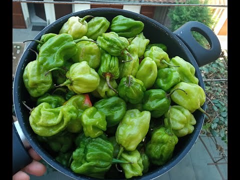 Technique pour conserver le #piment #frais pendant plusieurs mois🌶️💯