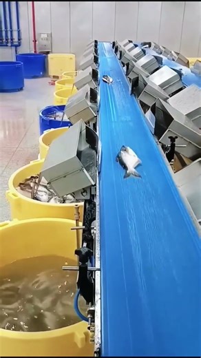 Automatic fish sorting process #factory #productivity