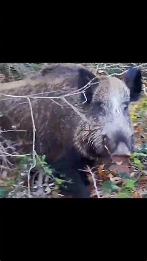 headshot to aggressive boar #chasse#wildboar#hunting#shortsfeed#shortsviral