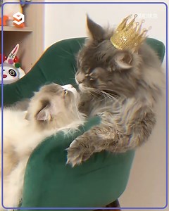 735K views · 29K reactions | this Maine coon makes you feels very single. | 9GAG Vibes | Facebook